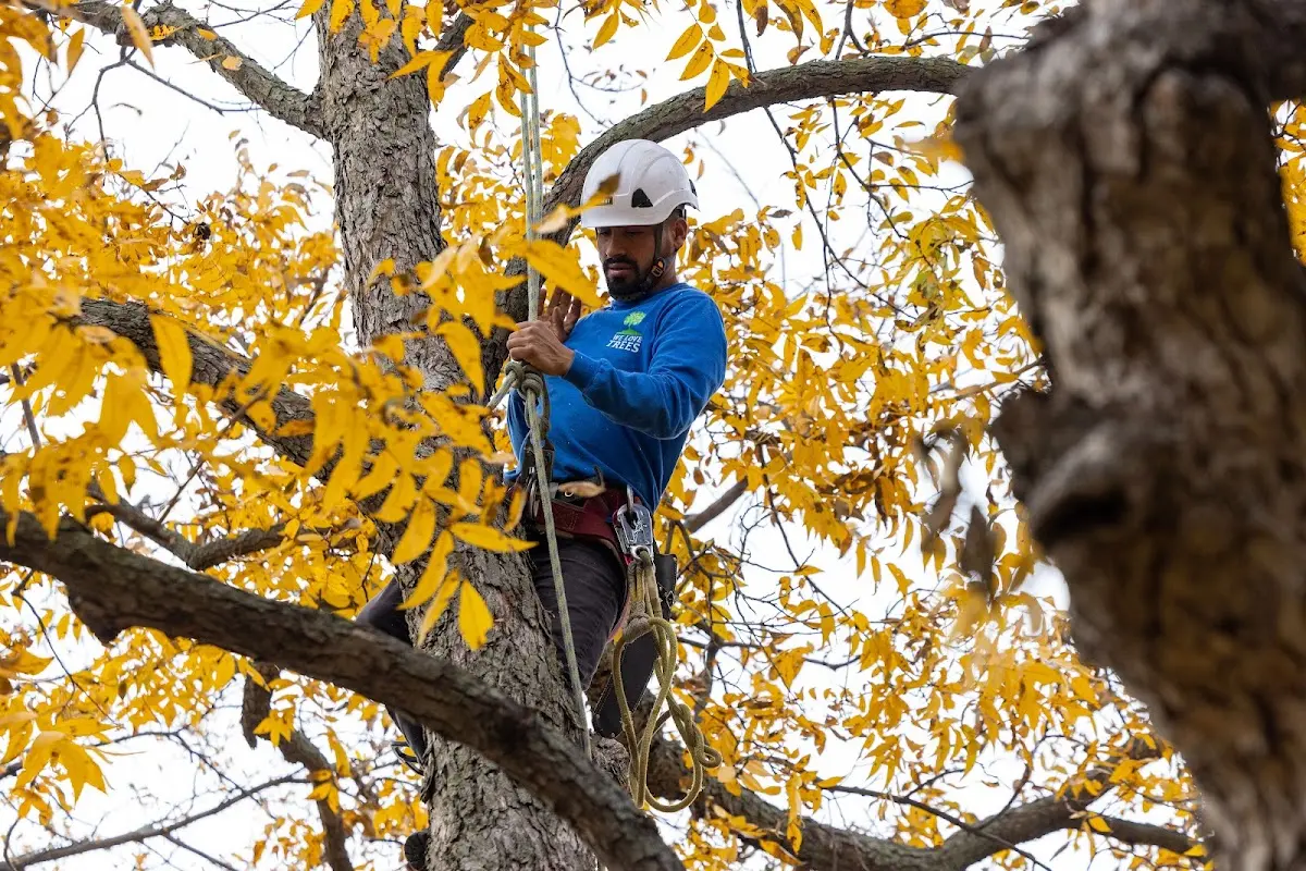 Skilled Tree Trimming crew working in Hanna